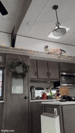 GIFparade LXX GP70_20 