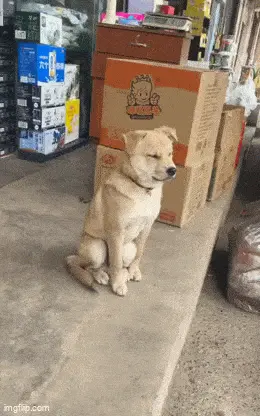 GIFparade LXX GP70_26 