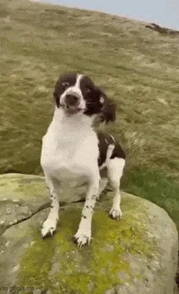 GIFparade LXXII GP72_34 