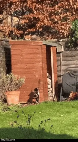 GIFparade LXXII GP72_36 