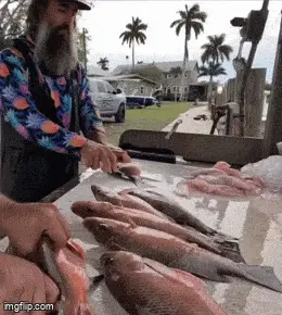 GIFparade LXXIII GP73_30 