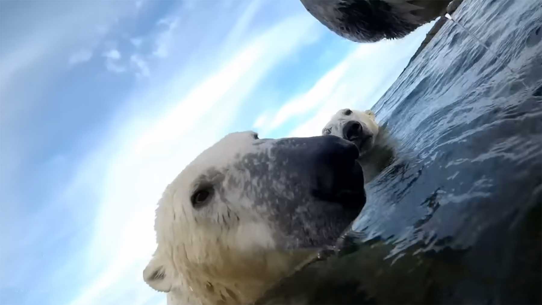 POV: Halsbandkamera zeigt Leben aus Sicht eines Eisbären