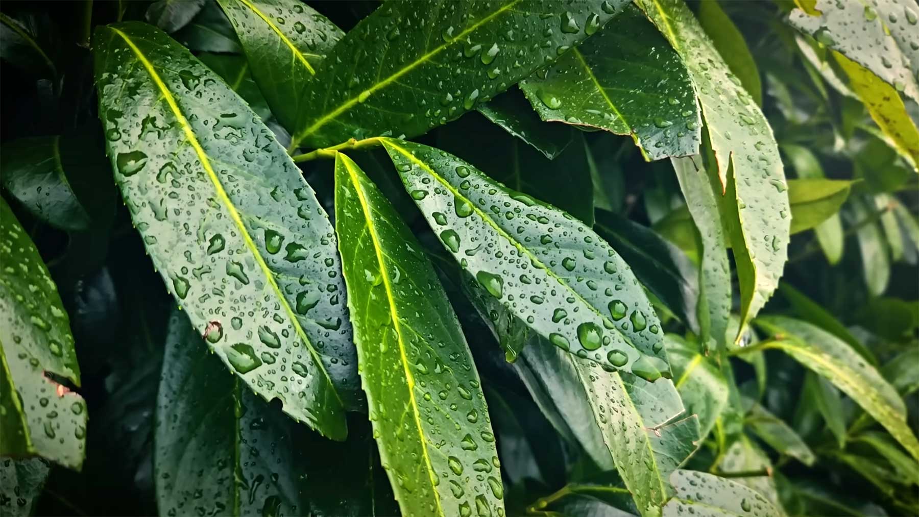 16 Stunden Geräusche von fallendem Regen regengerausch-auf-blaetter 