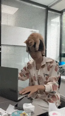 GIFparade LXXIV GP74_15 