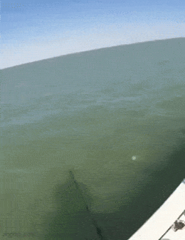 GIFparade LXXIV GP74_36 