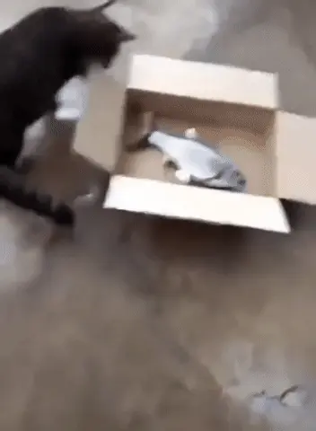 GIFparade LXXV GP75_22 