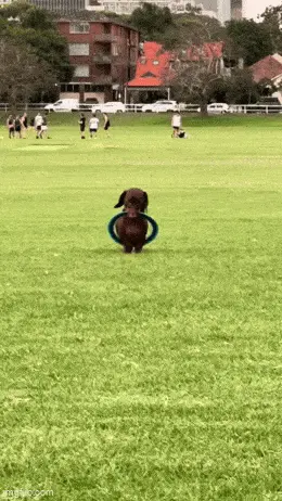 GIFparade LXXVI GP76_19 