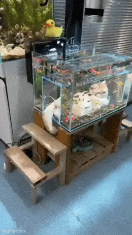 GIFparade LXXVI GP76_34 