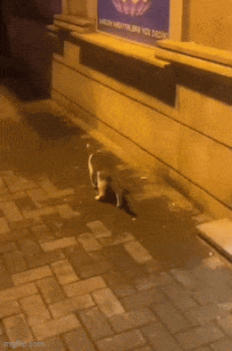 GIFparade LXXVII GP77_16 