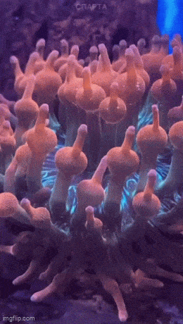 GIFparade LXXVII GP77_19 