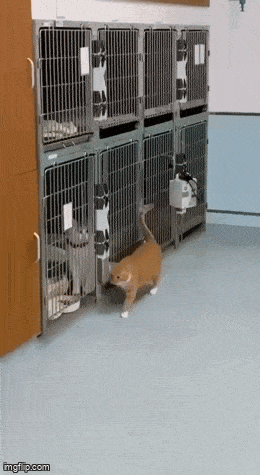 GIFparade LXXVII GP77_38 