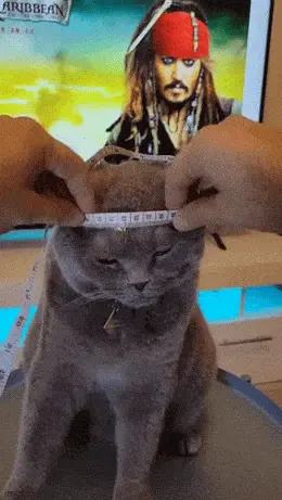 GIFparade LXXVIII GP78_10 