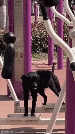 GIFparade LXXIX GP79_15 