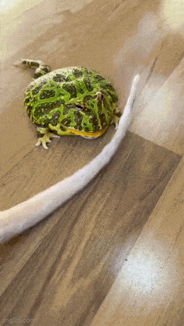 GIFparade LXXIX GP79_19 