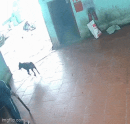 GIFparade LXXIX GP79_28 