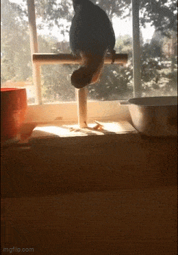 GIFparade LXXX GP80_28 