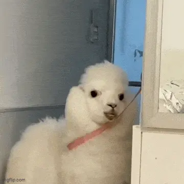 GIFparade LXXXI GP81_10 