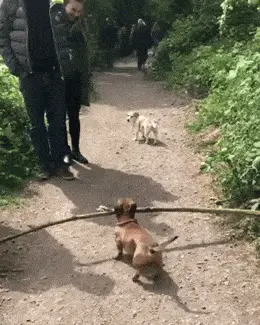 GIFparade LXXXI GP81_13 