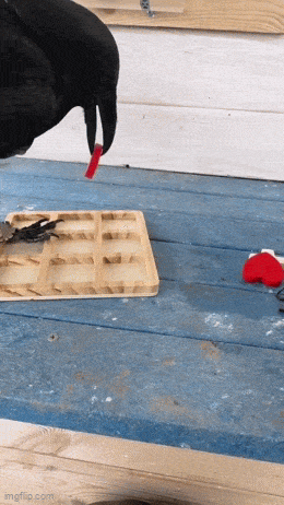 GIFparade LXXXI GP81_14 