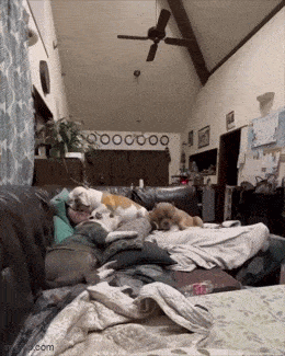 GIFparade LXXXI GP81_GP81_31 