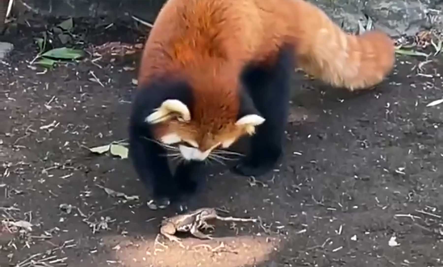 Fluff der Woche (33) fluff-der-woche-33 