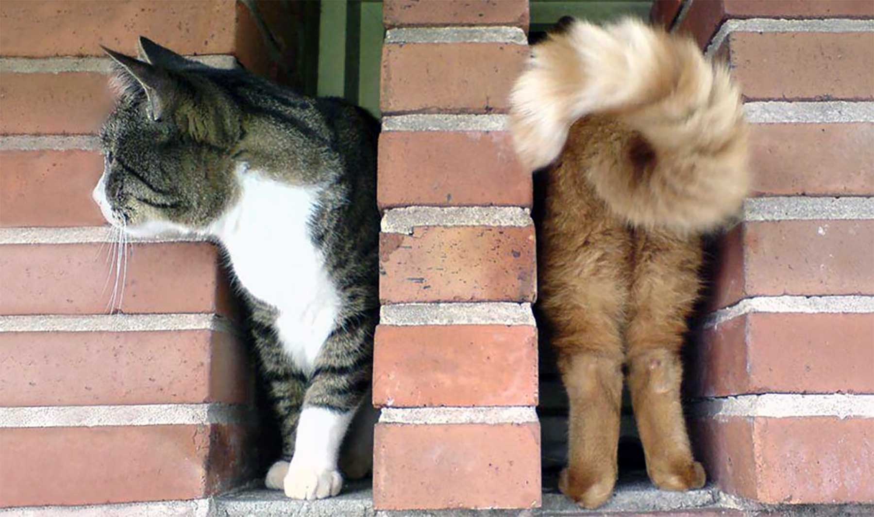 Bilderparade DCCCVIII