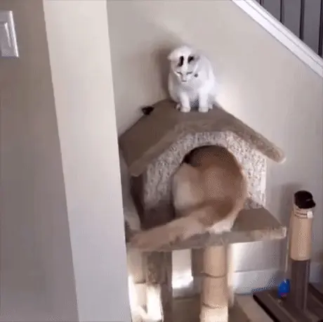 GIFparade LXXXVI BP86_11 