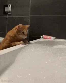 GIFparade LXXXVI BP86_12 