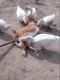 GIFparade LXXXVI BP86_14 