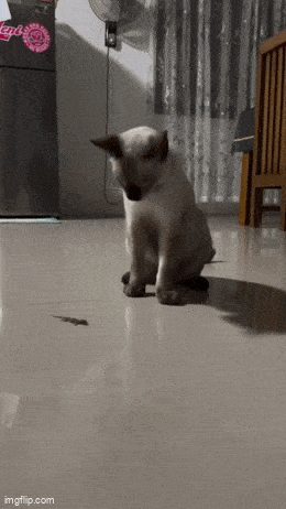 GIFparade LXXXVI BP86_26 