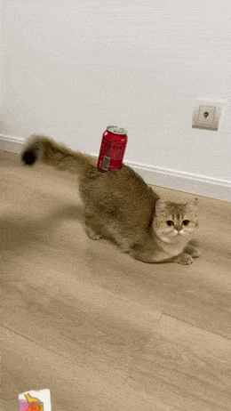 GIFparade LXXXVI BP86_35 