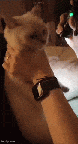 GIFparade LXXXVI BP86_37 