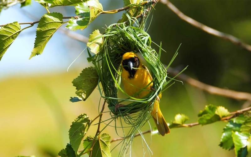 Wie der Bayaweber ein hängendes Nest baut