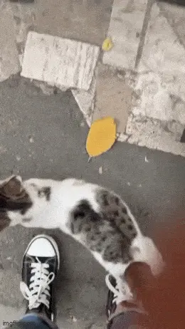 GIFparade LXXXII GP82_36 