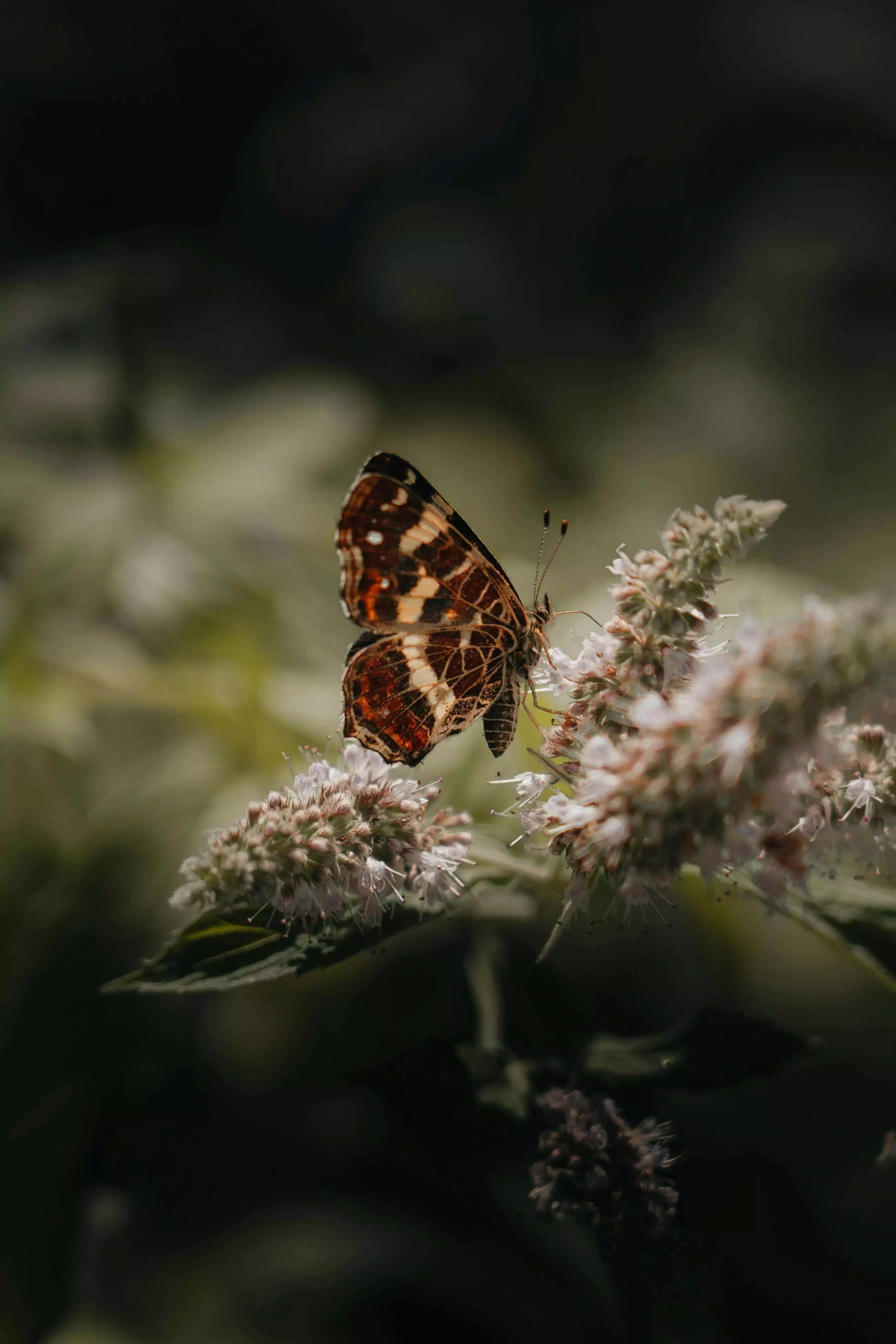 Best of Unsplash: Oktober 2024 andrei-r-popescu-xG4ePI5RI9s-unsplash