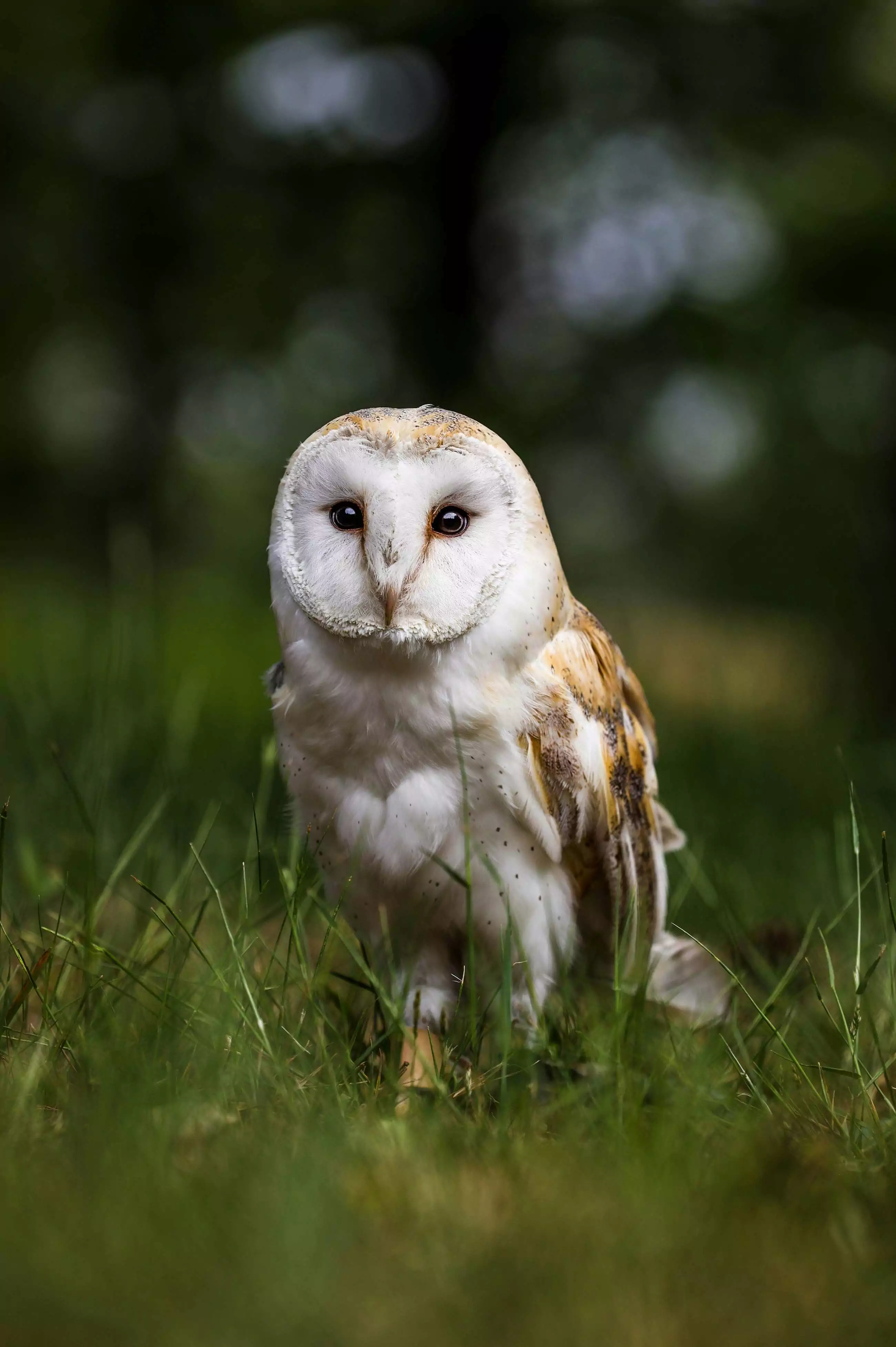 Best of Unsplash: Oktober 2024 bruno-van-der-kraan-tBES6UANALE-unsplash