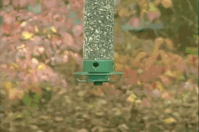 GIFparade CXIII GP113_25 