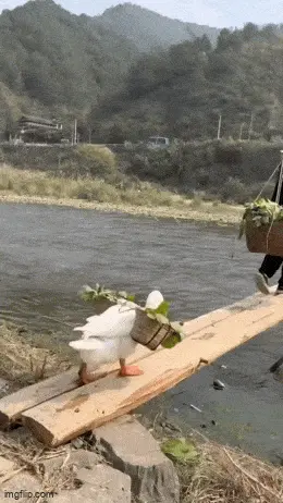 GIFparade CXIV GP114_26 