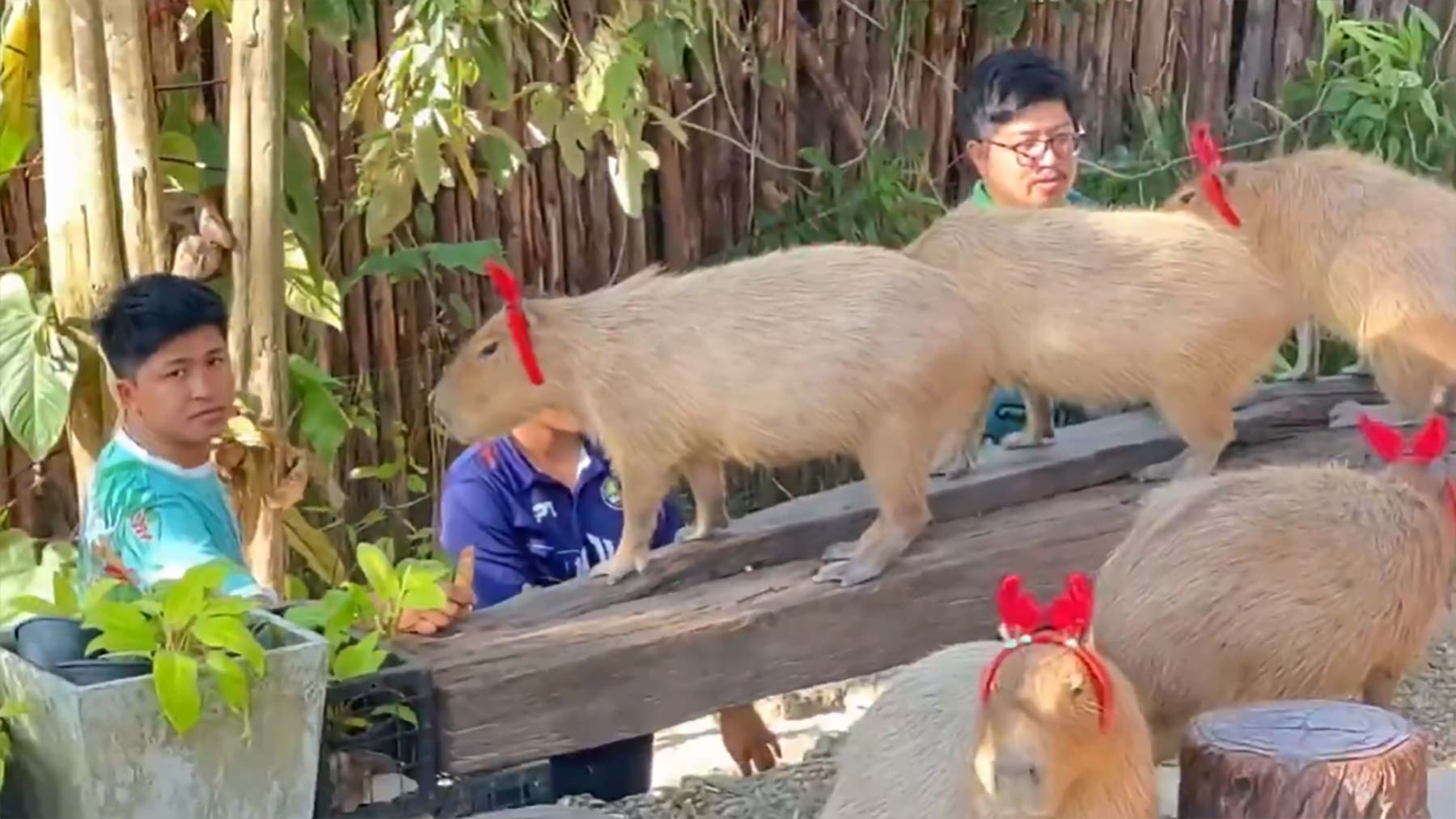 Fluff der Woche (72)