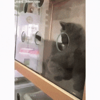 GIFparade CXXI GP121_18 