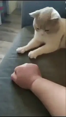 GIFparade CXXI GP121_19 