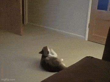 GIFparade CXXI GP121_21 