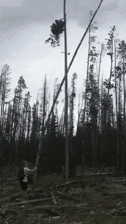 GIFparade CXXI GP121_25 