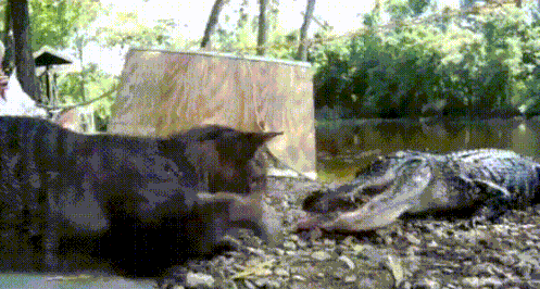 GIFparade CXXI GP121_27 