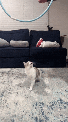 GIFparade CXXI GP121_35 