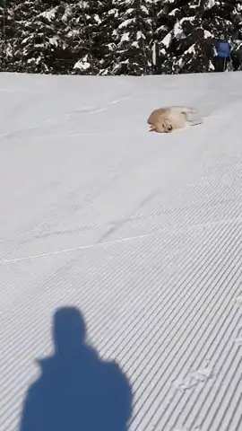 GIFparade CXXIV GP124_11 