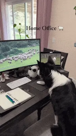 GIFparade CXXIV GP124_13 