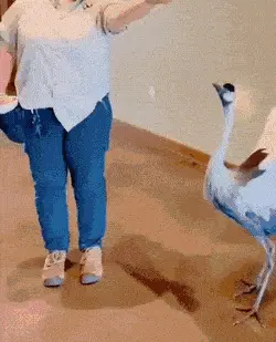 GIFparade CXXIV GP124_34 