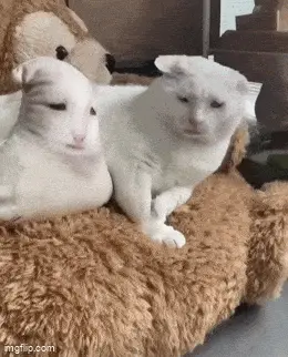 GIFparade CXXIV GP124_40 