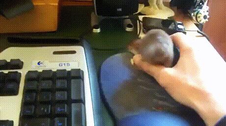 GIFparade CXXIV GP124_45 